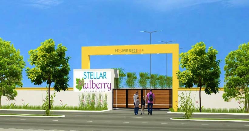 Stellar Mulberry Cover Image